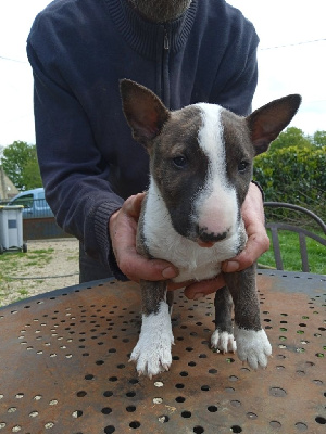 Cup Of Tea - Bull Terrier Miniature - Portée née le 03/03/2024