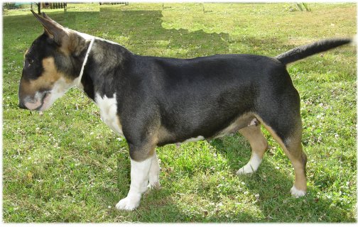 CH. Faustine Du mas des rêves